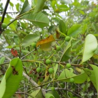 Calophyllum calaba L.